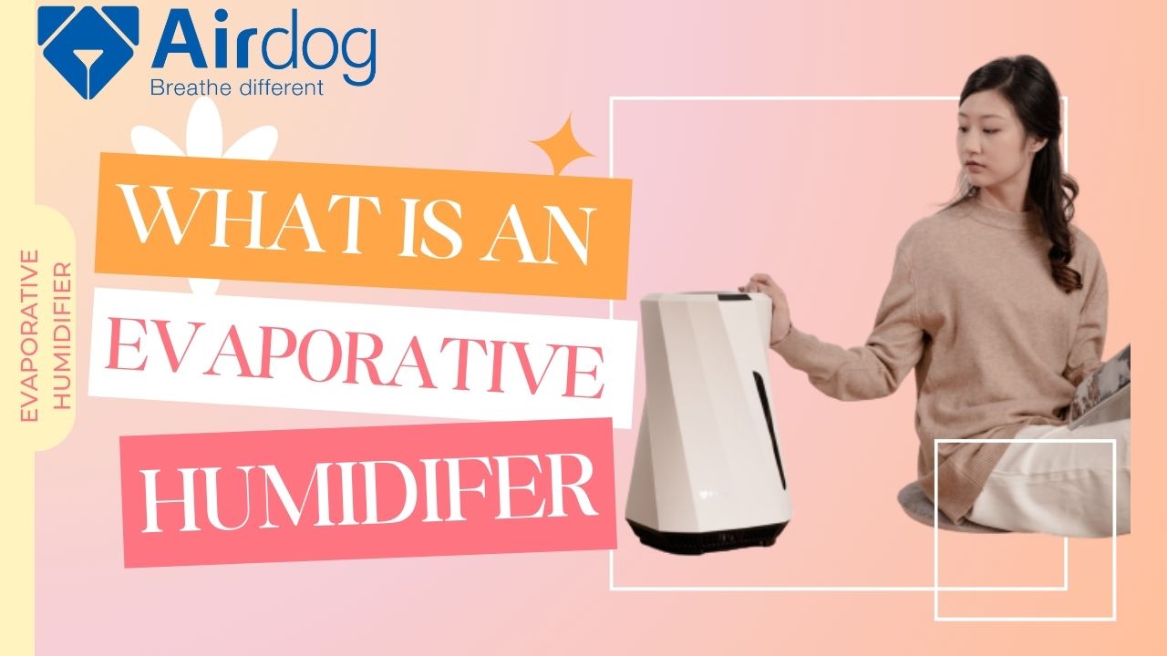 Best Evaporative Humidifier news Airdog